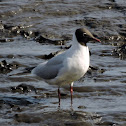 Black-headed gull