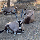 East African Oryx