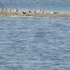 Black skimmers