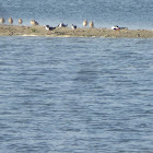 Black skimmers