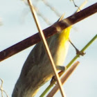 Palm Warbler