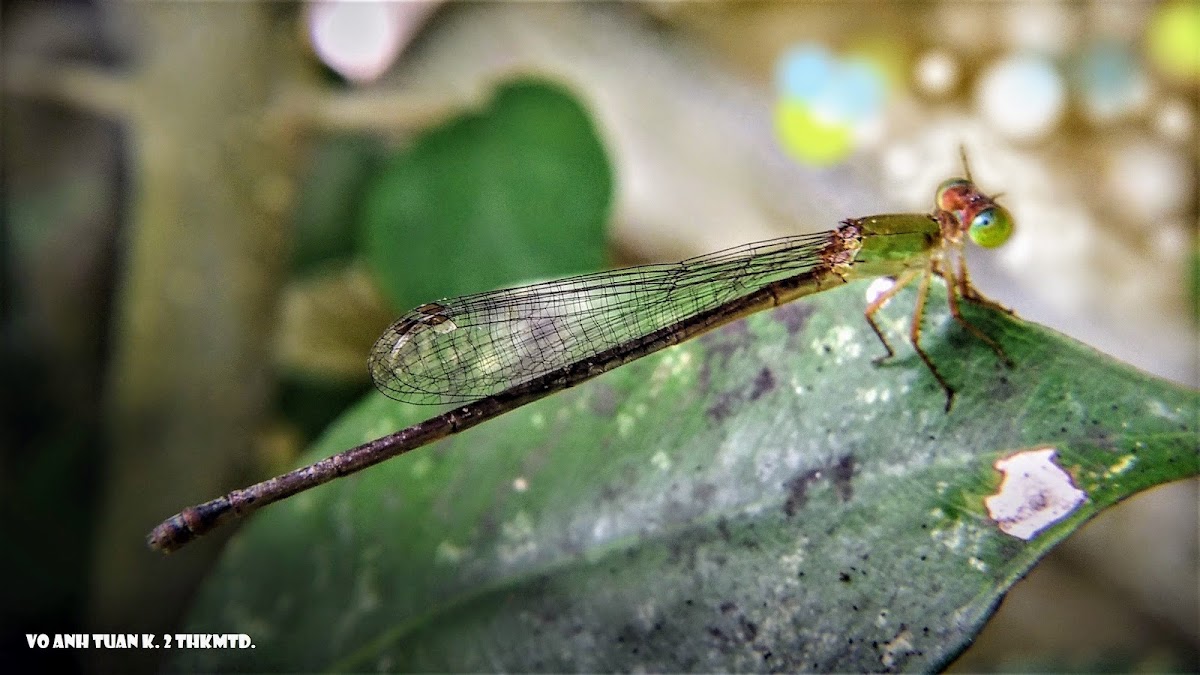 Orange Tailed Sprite