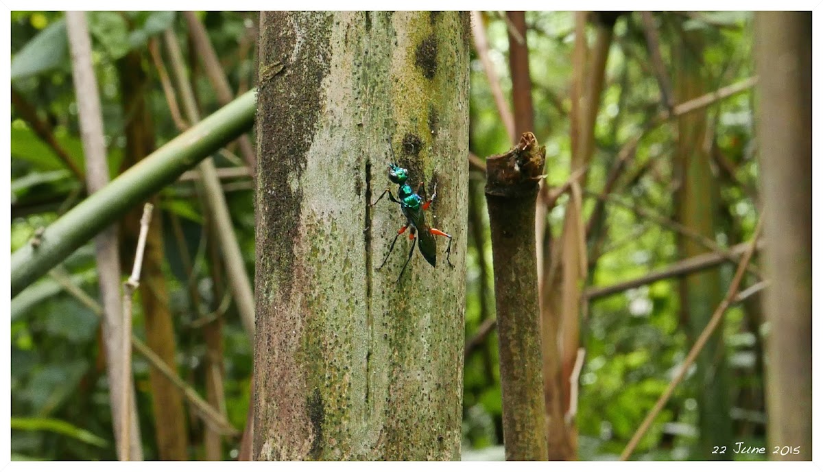 Ampullex compressa 扁頭泥蜂