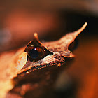 Borneo horned frog