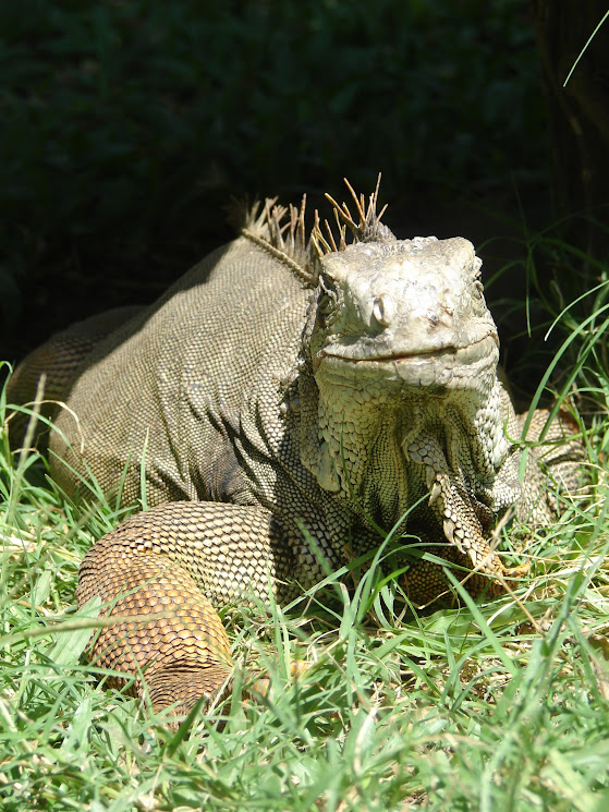 bali bird park