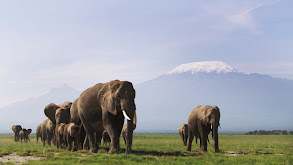 Elephant thumbnail