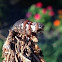 Evergreen Bagworm