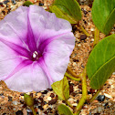 Beach Morning Glory