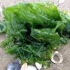 Sea lettuge