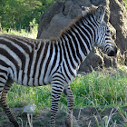 zebra