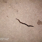 Hammerhead worm