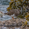 Black turnstone