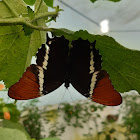 Mariposa paje oxidada - Rusty-tipped page