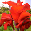 Canna lily