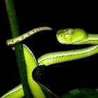 Sumatra Pit Viper