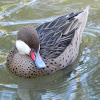 White-Cheeked Pintail