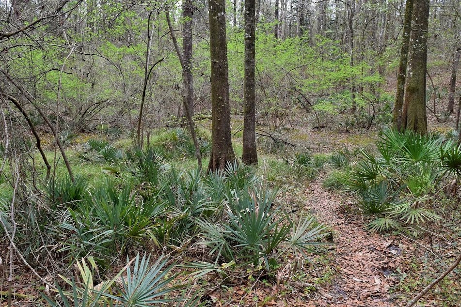 Leon Sinks Geological Area Take A Hike