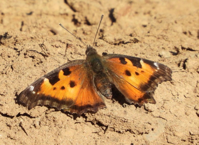 California tortoiseshell