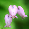 Wild Bleeding Heart