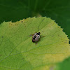 Anchor Stink Bug