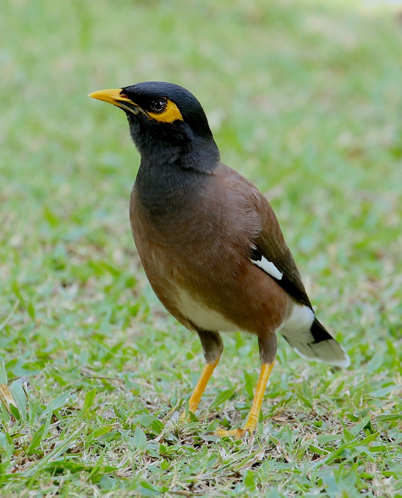 Common Myna