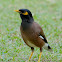 Common Myna