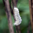 Hickory Tussock Moth Caterpillar