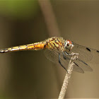 Little Blue Dragonlet