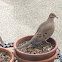 Mourning Dove