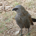 Apostlebird