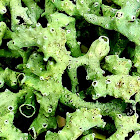 Budding Tube Lichen