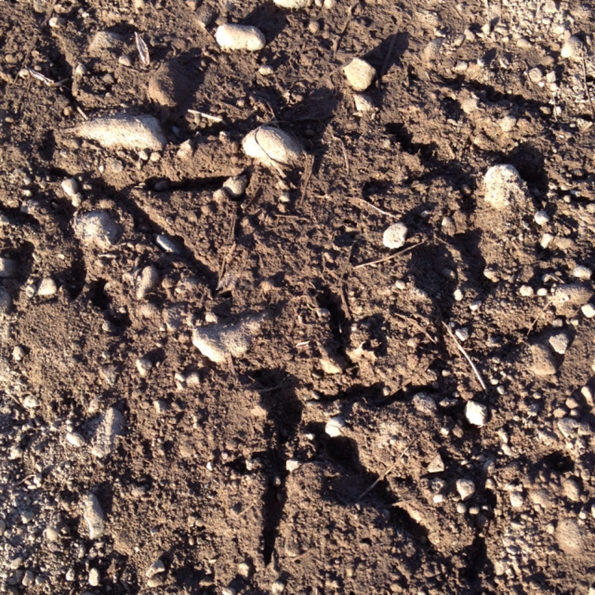 Tracks of buff banded rails