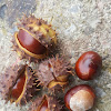 Horse Chestnut