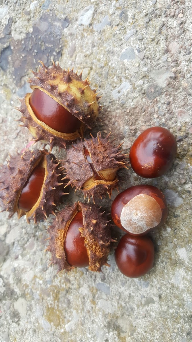 Horse Chestnut