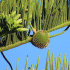 Norfolk Island pine