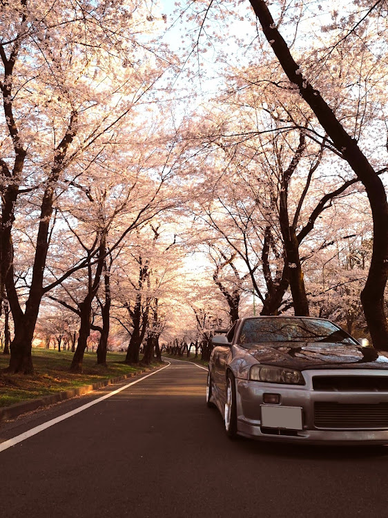 スカイラインの桜・ReZARD・キャンギャル・ポートレート・菜の花に関するカスタム事例の投稿画像4枚目