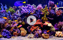 Fish Live Wallpaper HD Custom New Tab small promo image