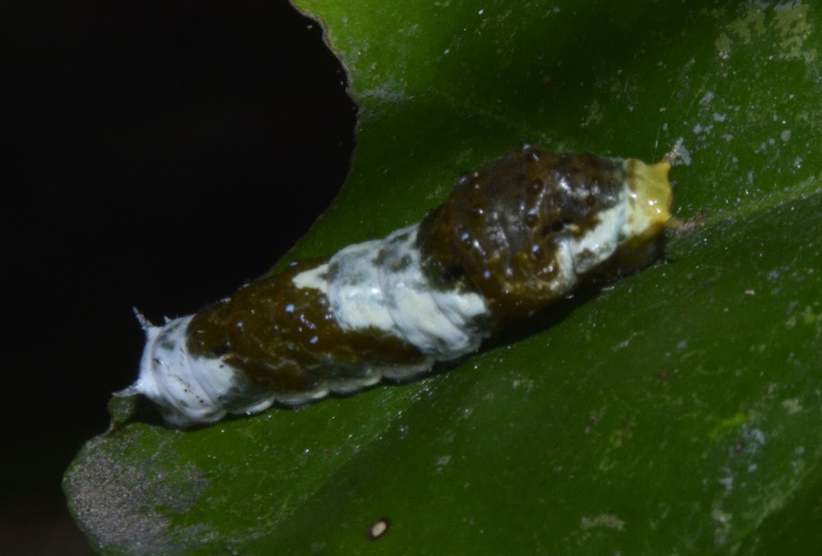 Caterpillar