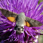 Hummingbird Hawk-moth