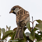 House Sparrow; Gorrión Común