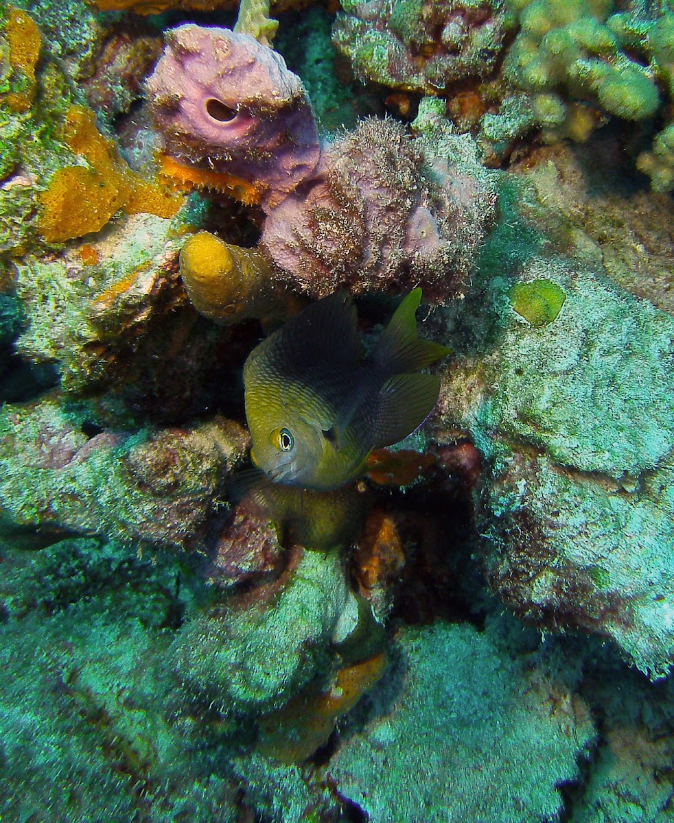 Threespot damselfish adult