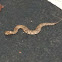 Copperhead