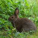 Brush rabbit