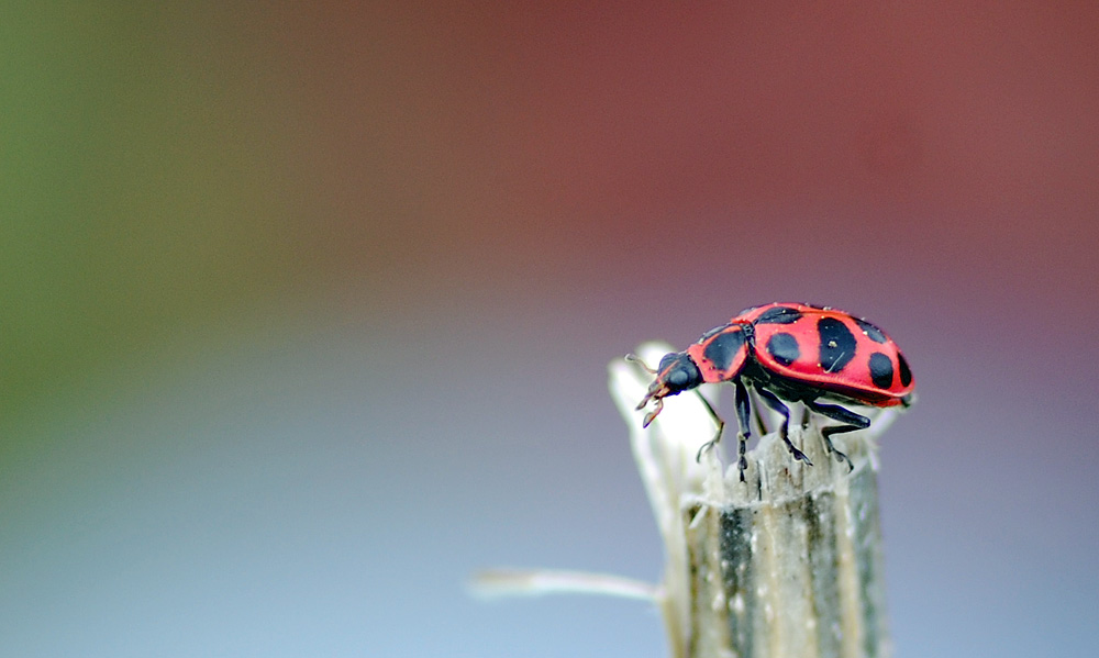 Pink-Spotted Lady Beetle