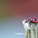 Pink-Spotted Lady Beetle