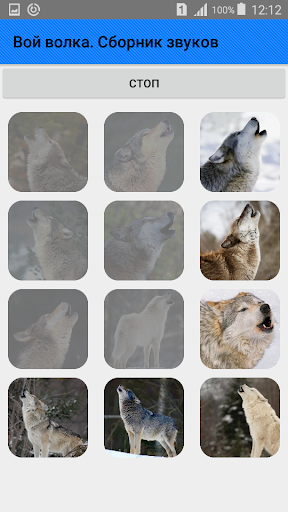 Howl of a wolf. Collection of sounds