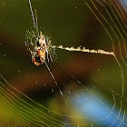 Black-and-White Spiny Spider