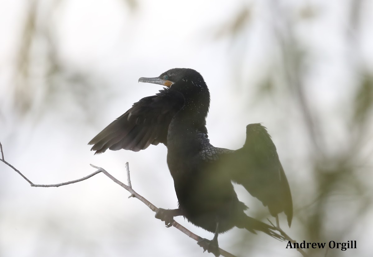 Neotropic Cormorant