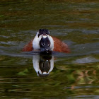 White-headed Duck