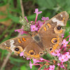 Common buckeye